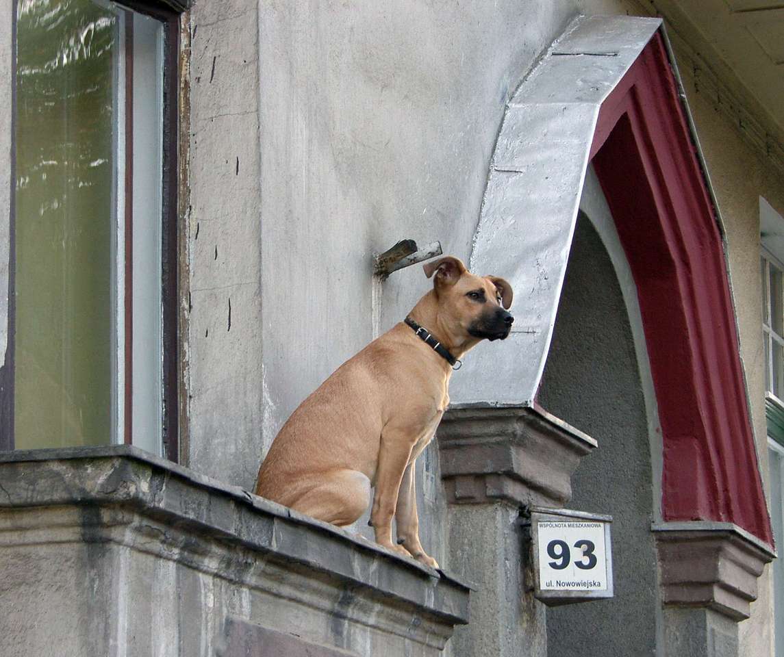 Hond op de vensterbank legpuzzel online
