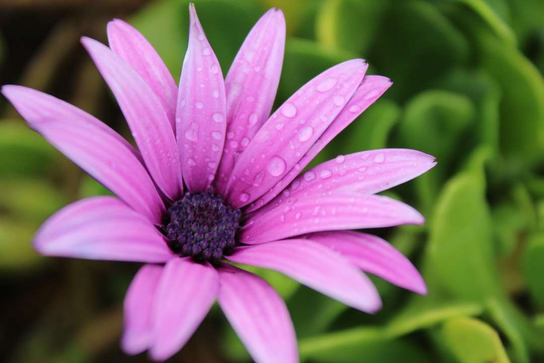 マクロ撮影で紫色の花 オンラインパズル