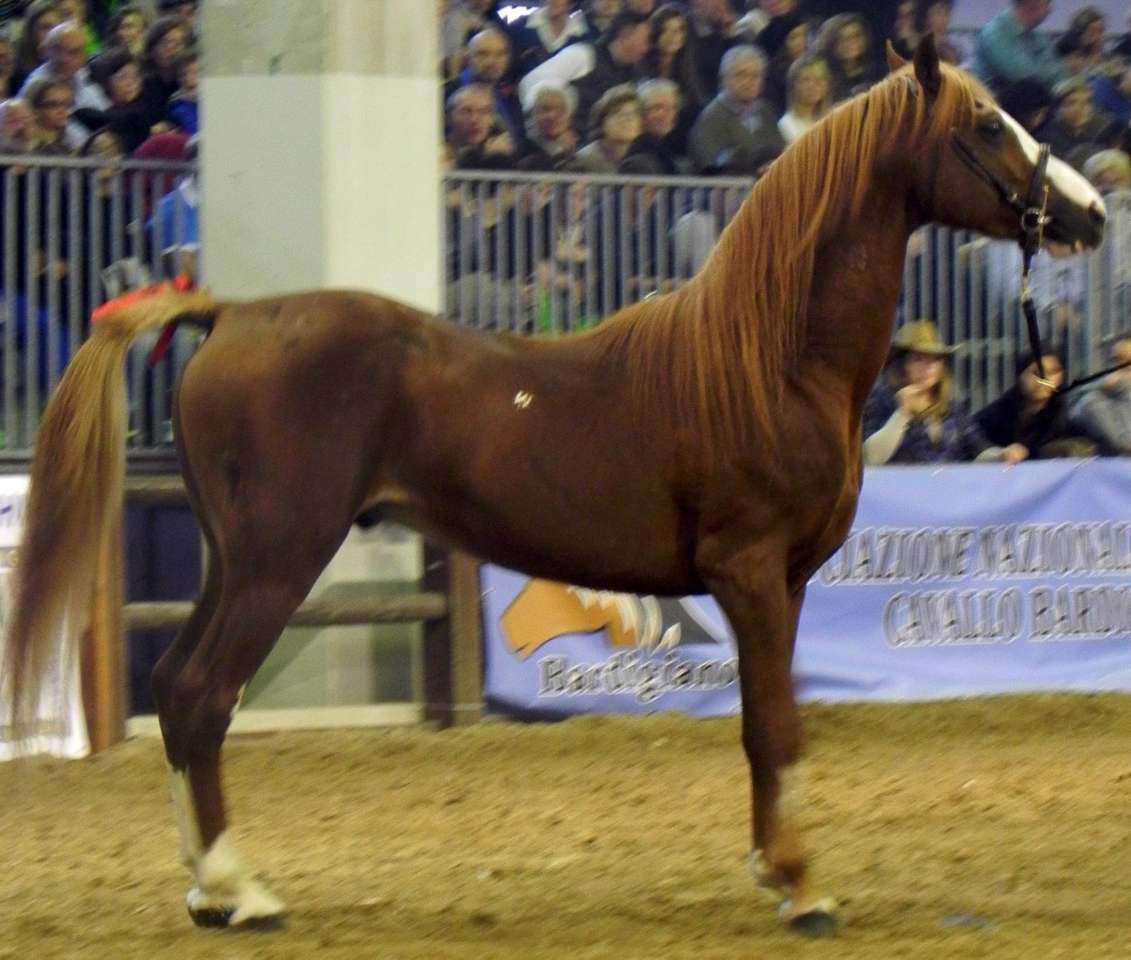 Persano - Salernitano Horse Itálie online puzzle