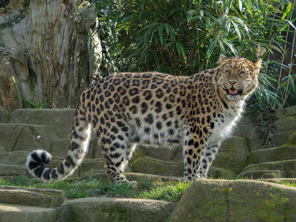 amur-Leopard Puzzlespiel online
