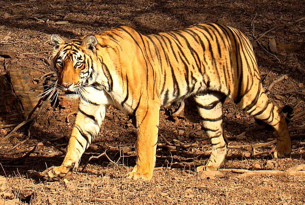 Panthera tigris tigris online puzzle