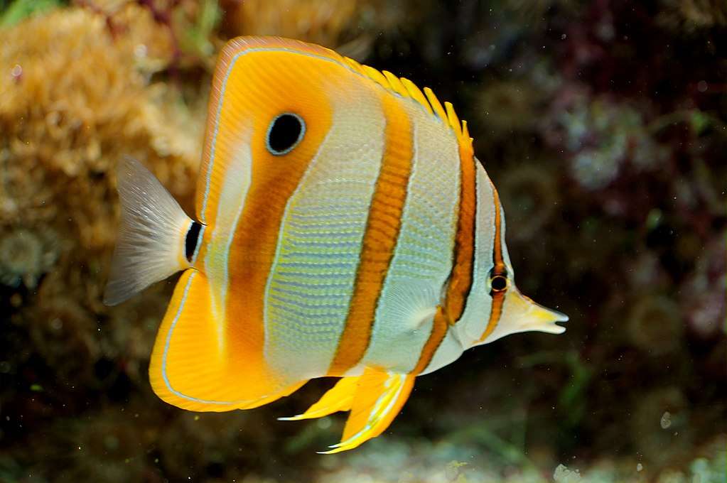 Copperband butterflyfish quebra-cabeças online