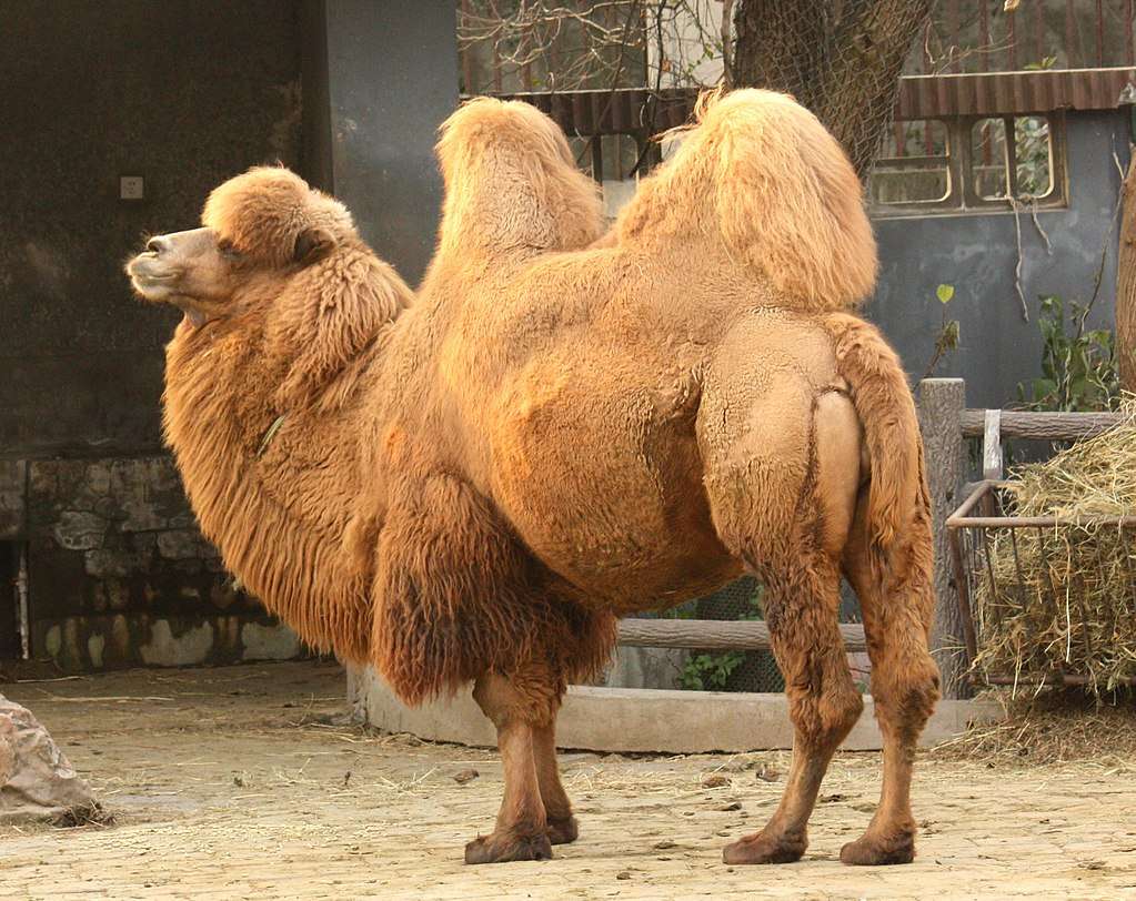 Bactrische kameel online puzzel
