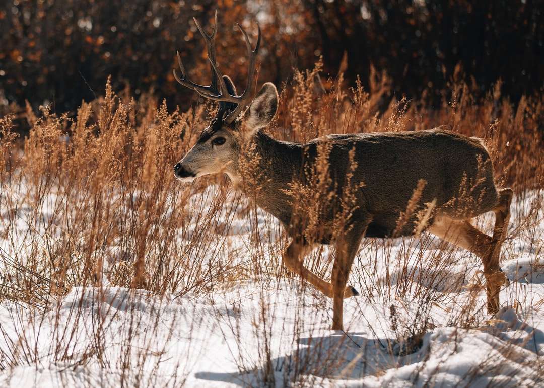 cervo marrone sul campo coperto di neve durante il giorno puzzle online