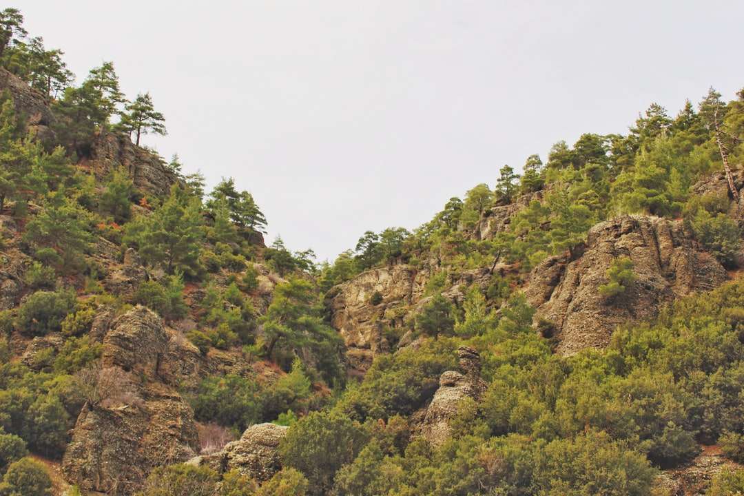 árvores verdes na montanha rochosa marrom durante o dia puzzle online