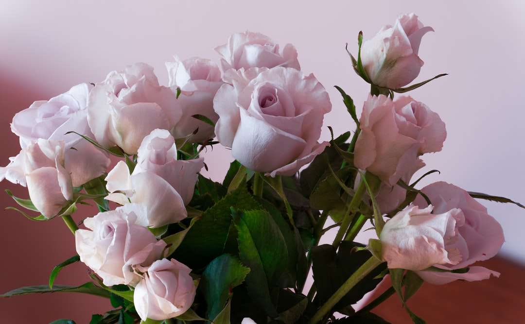 roze rozen in close-up fotografie online puzzel