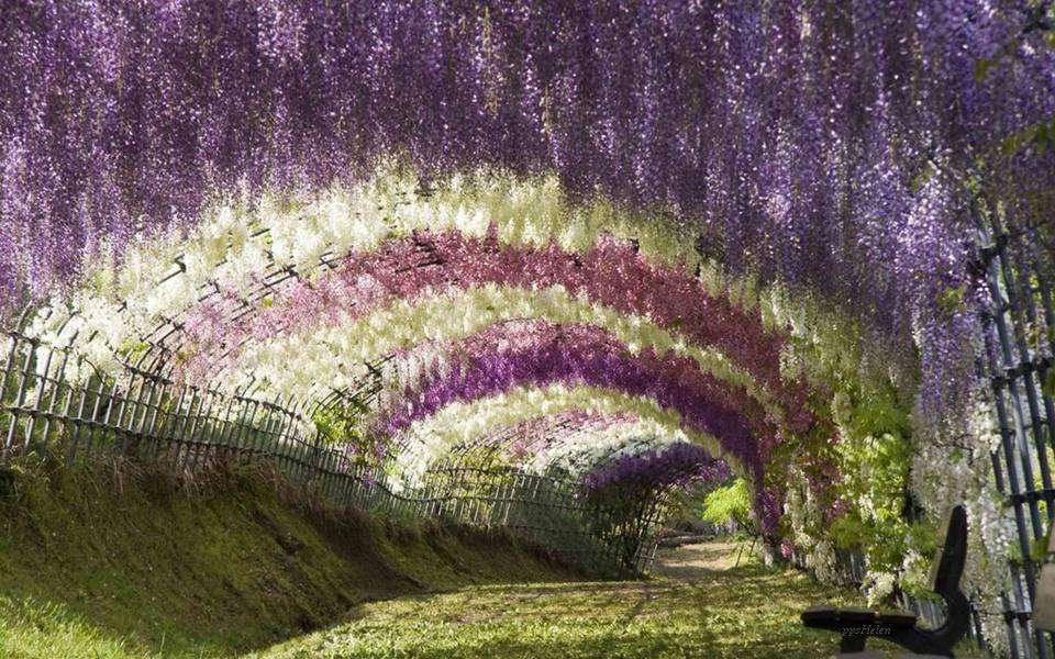 Στη σκιά της wisteria online παζλ