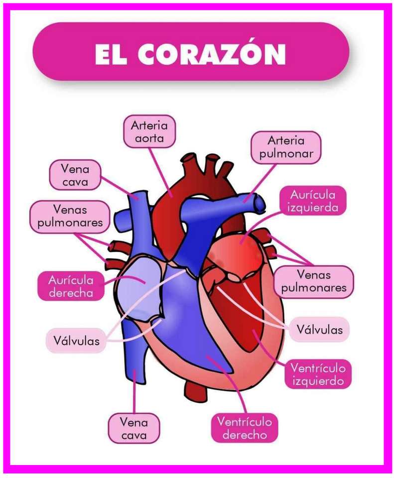 El corazón y sus partes rompecabezas en línea