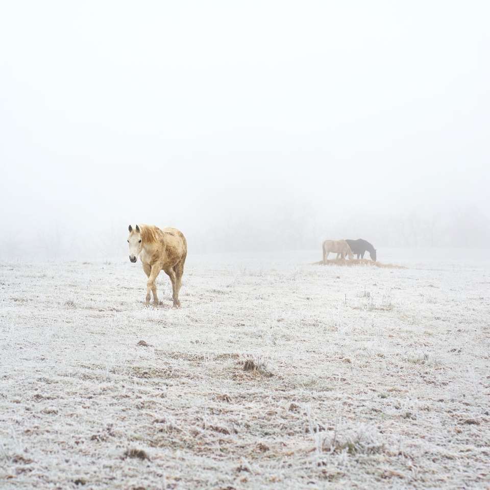 καφέ αγελάδα σε λευκή άμμο κατά τη διάρκεια της ημέρας online παζλ