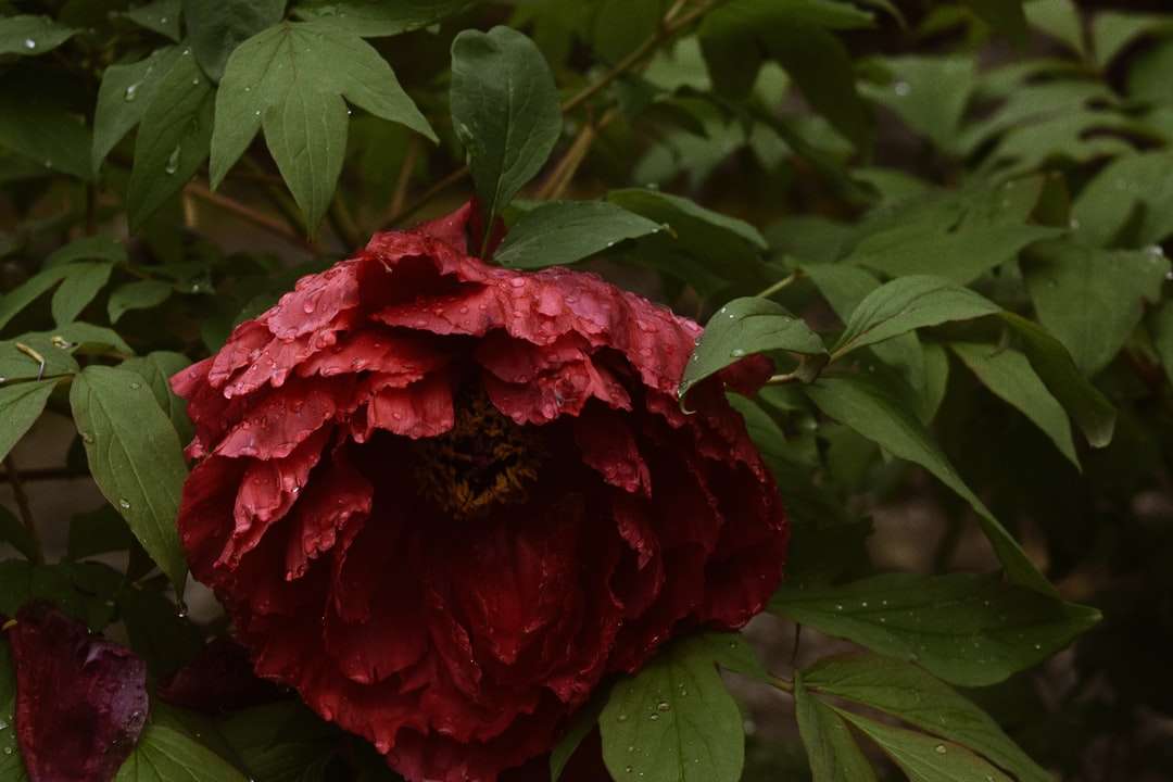 röd blomma med gröna blad Pussel online