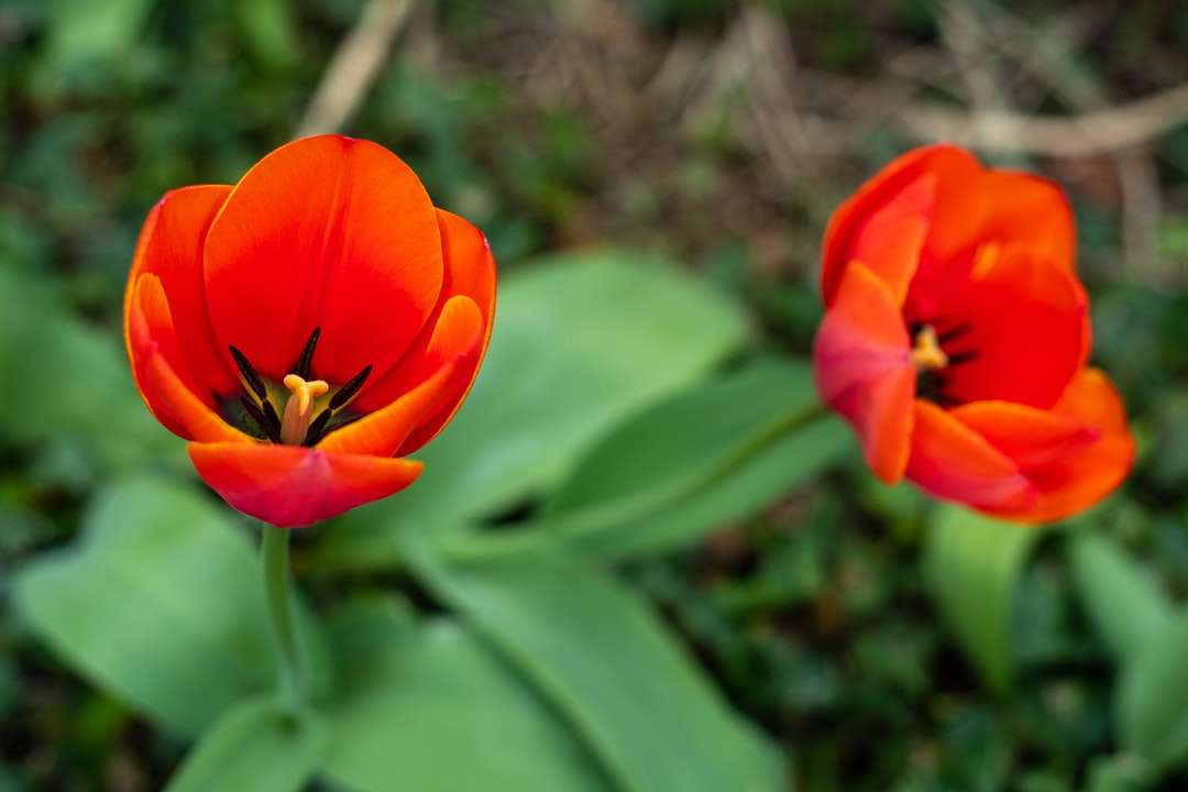 flor vermelha em lente tilt shift puzzle online