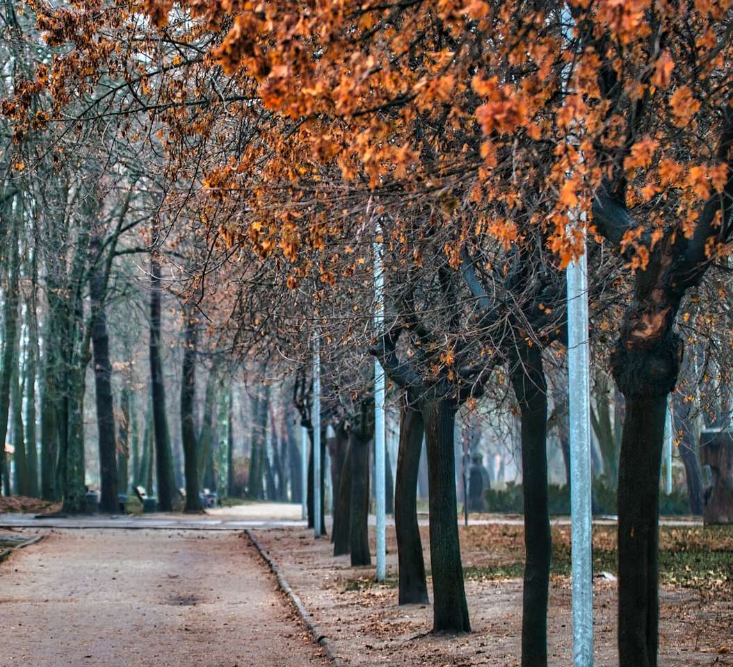barna fák a szürke betonúton online puzzle