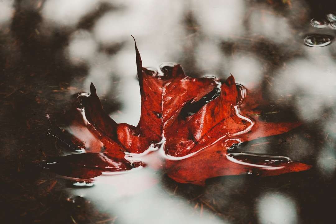 rood en zwart blad in close-up fotografie legpuzzel online