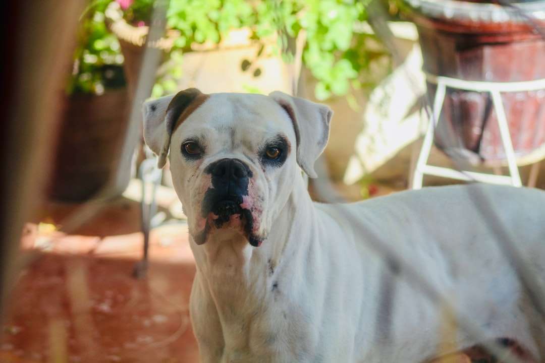 бяло късо покрито куче на червен под онлайн пъзел
