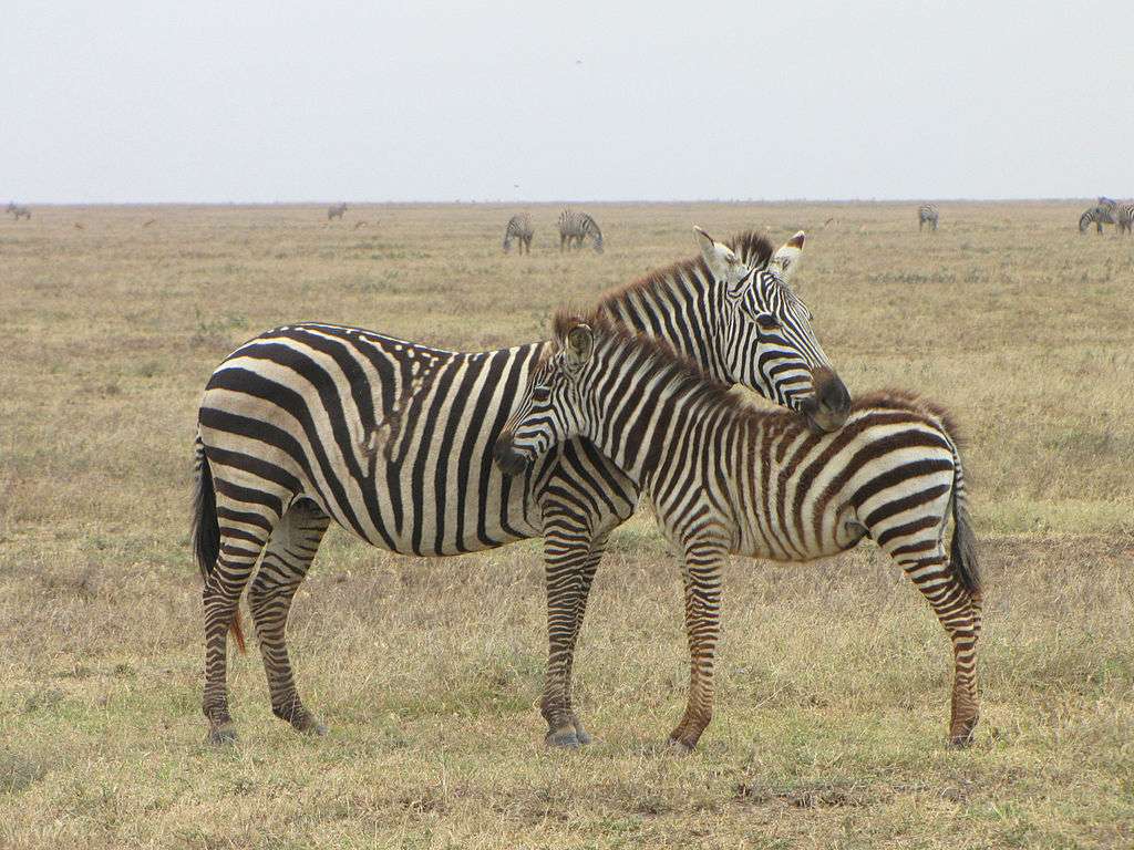 Zebra ecuatorială puzzle online