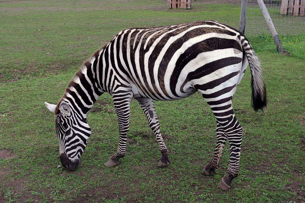 Zebra savana puzzle online