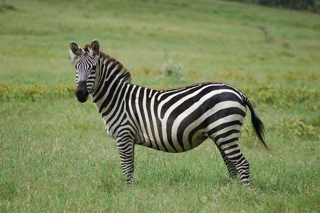 Zebra de stepă jigsaw puzzle online