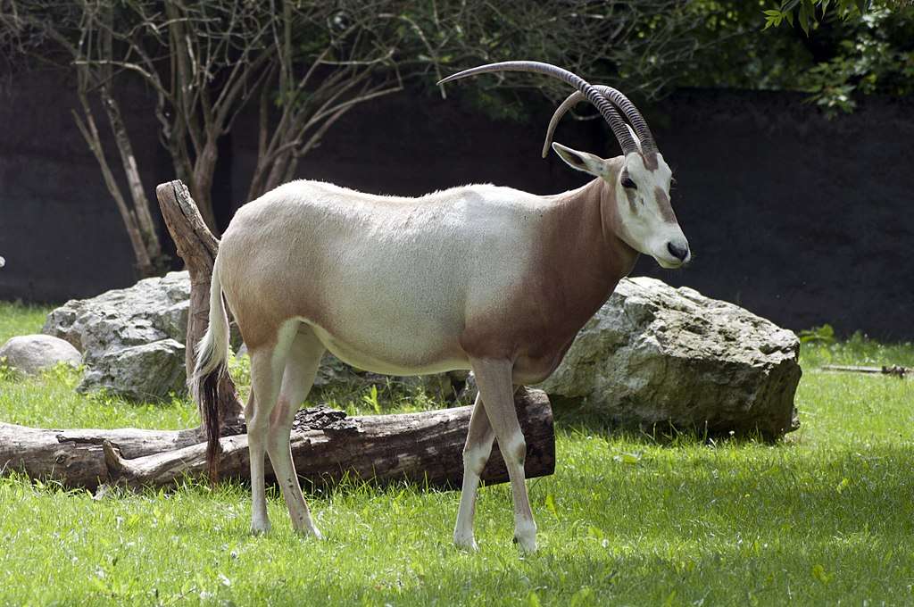 Sable oryx pussel på nätet