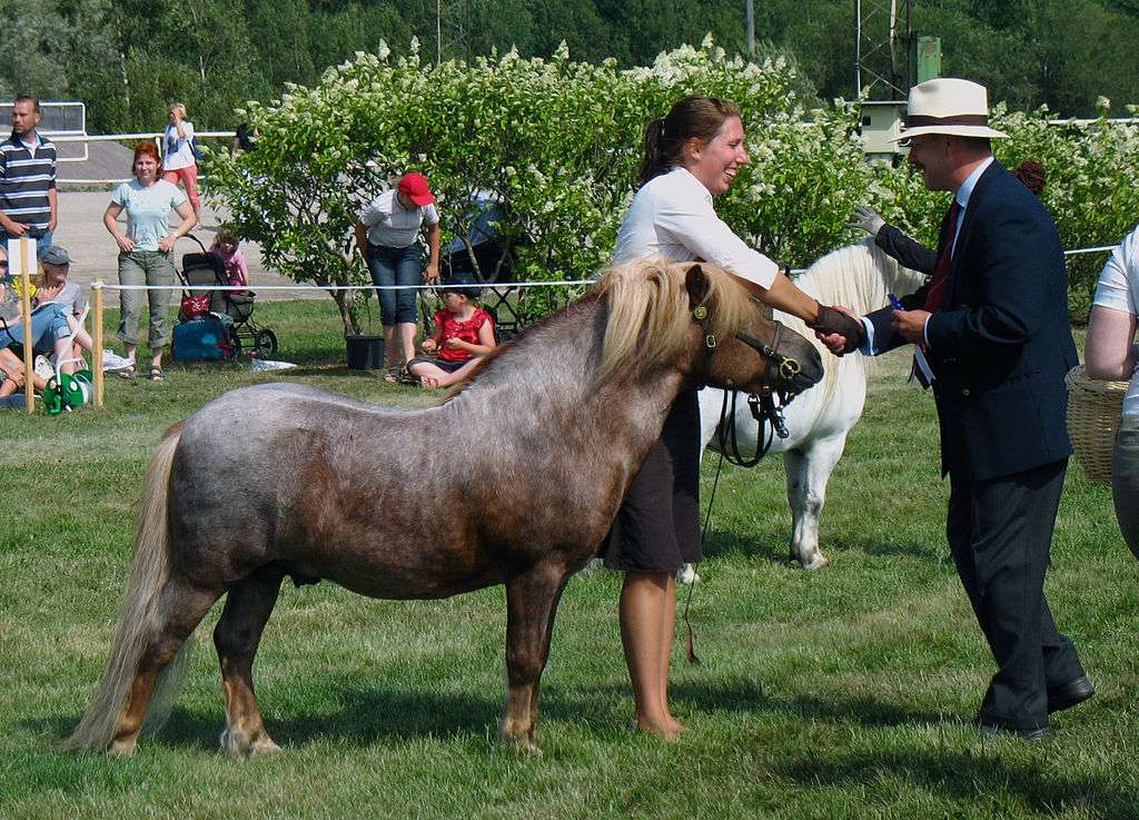 шетландский пони пазл онлайн