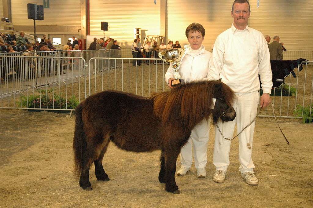Shetlands ponny Pussel online