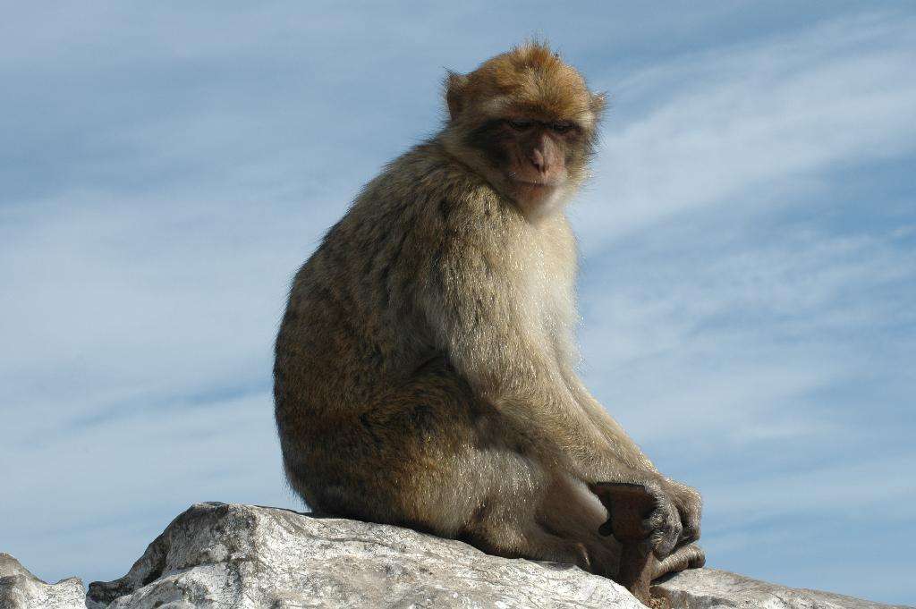 Macaque berbère puzzle en ligne