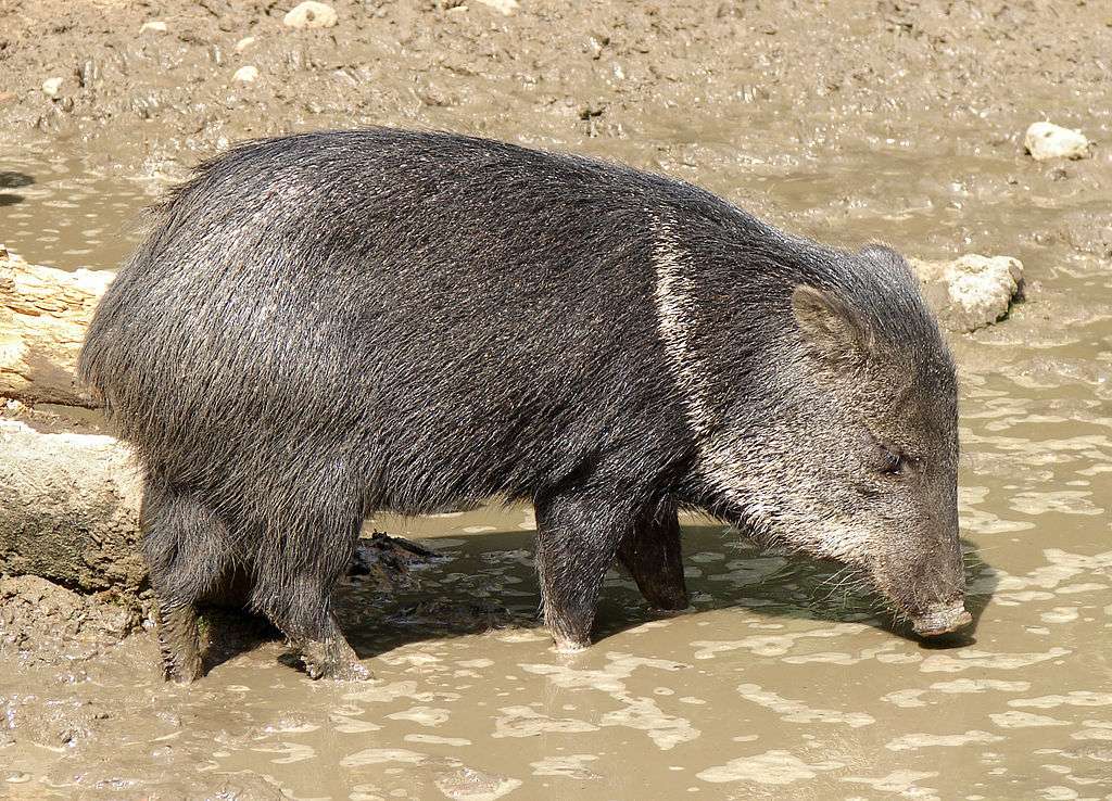 Ringad peccary Pussel online