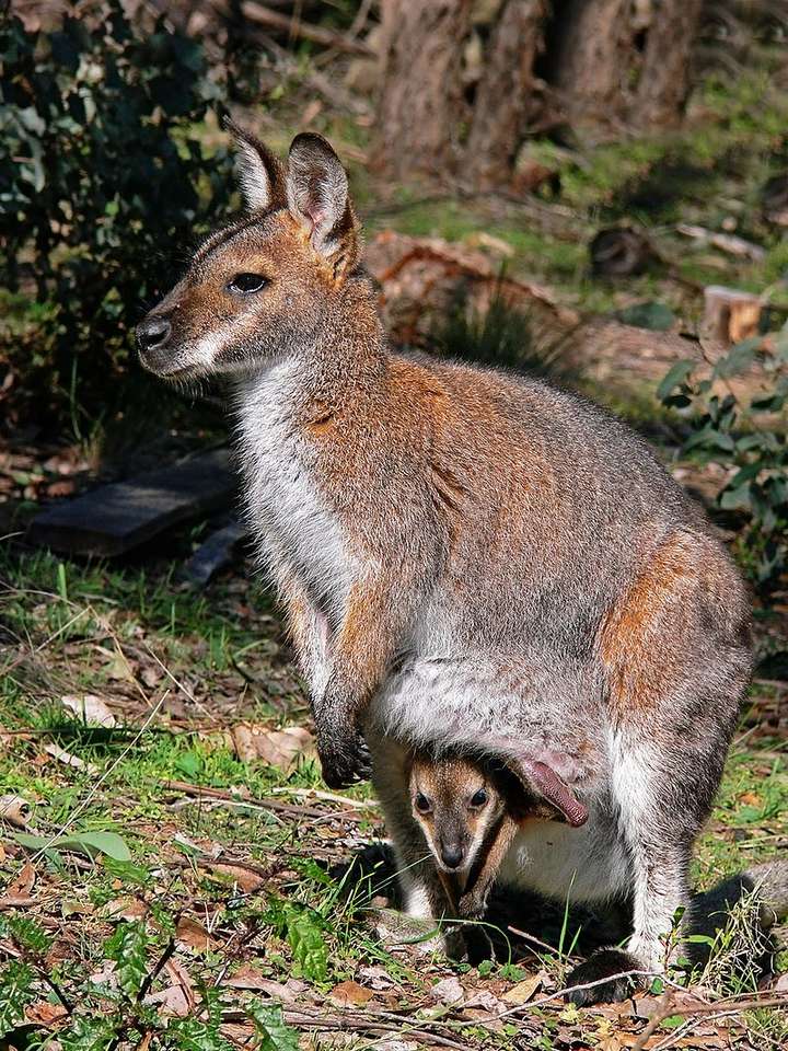 Vörösnyakú kenguru online puzzle