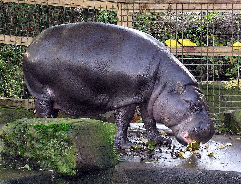 Hipopótamo pigmeo rompecabezas en línea