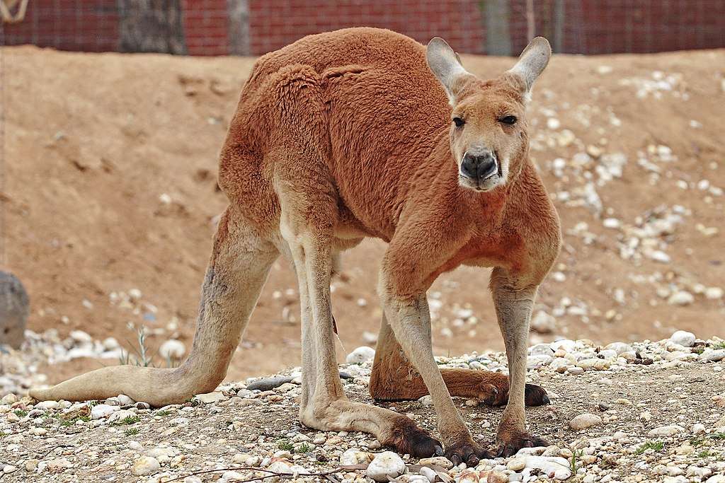 Vörös kenguru online puzzle