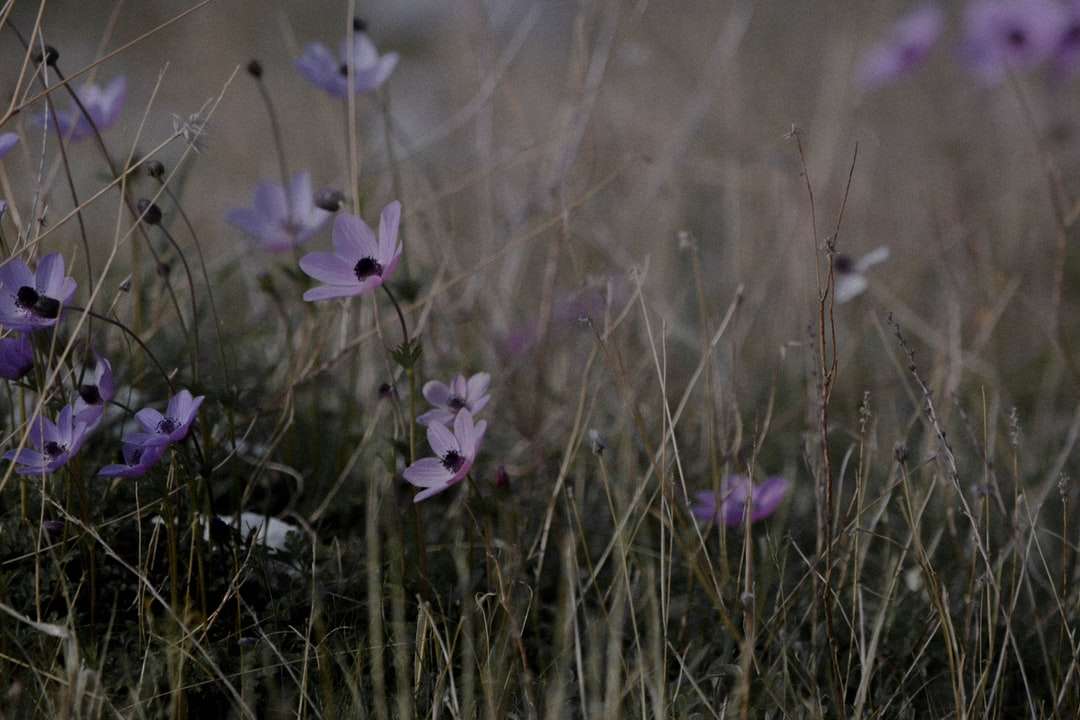 lila blomma i fältet för grönt gräs under dagtid Pussel online