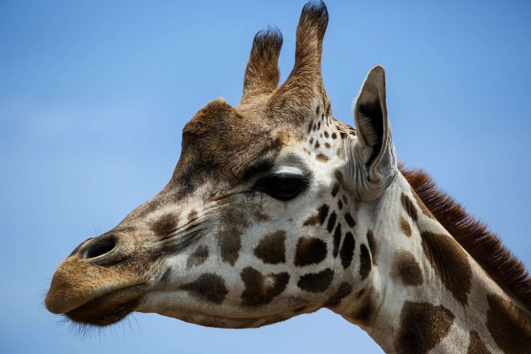 girafa marrom sob o céu azul durante o dia quebra-cabeças online