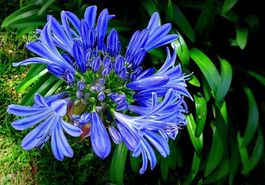 blaue exotische Blume Puzzlespiel online
