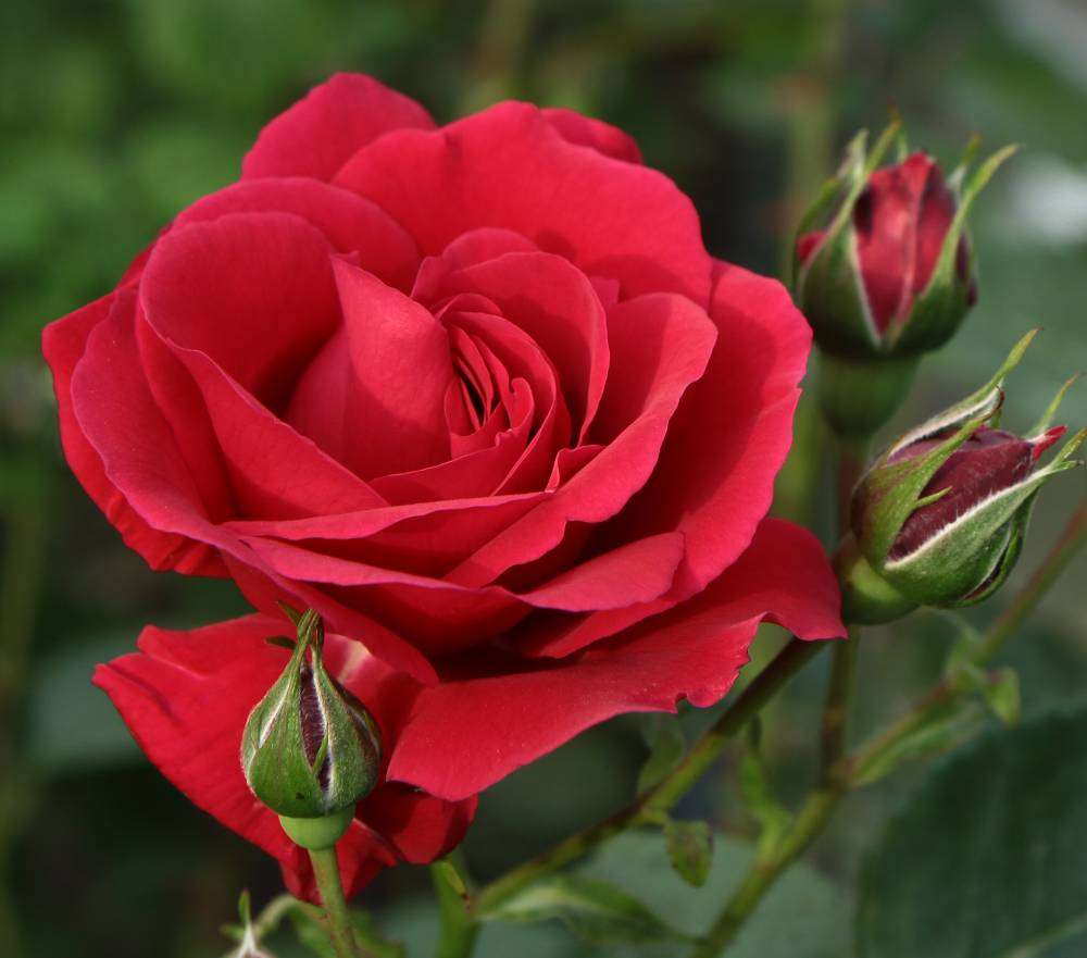 Червона роза пазл онлайн