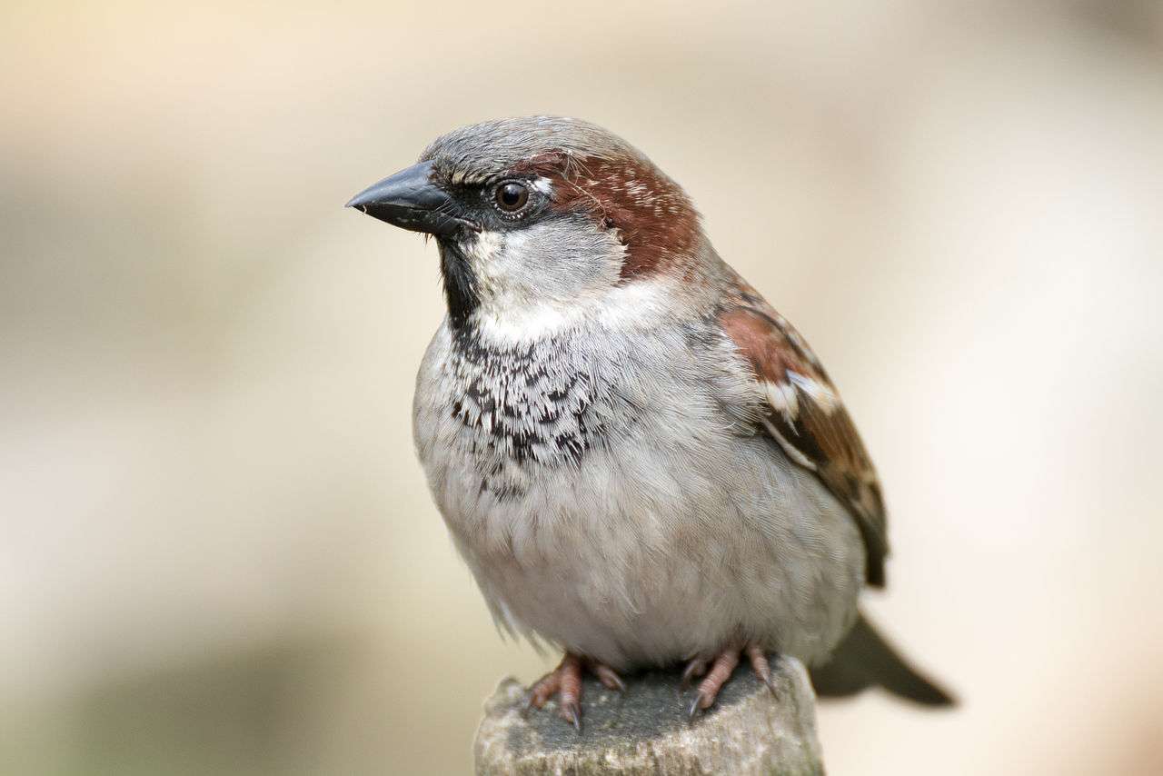 Common sparrow online puzzle