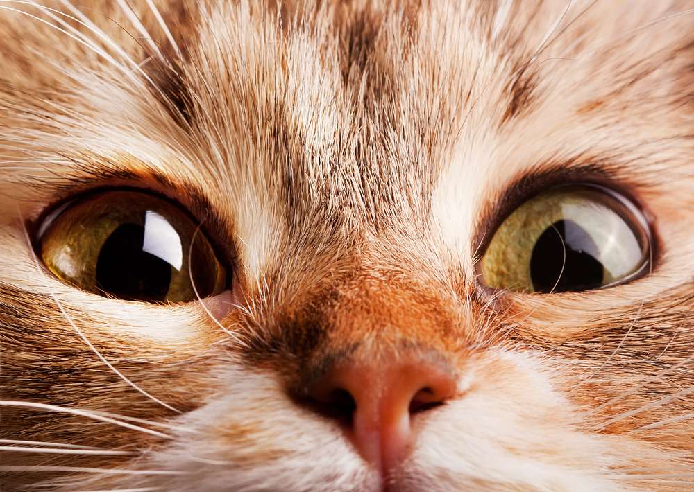 кошачьи глаза пазл онлайн