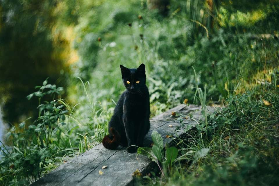 svart katt Pussel online