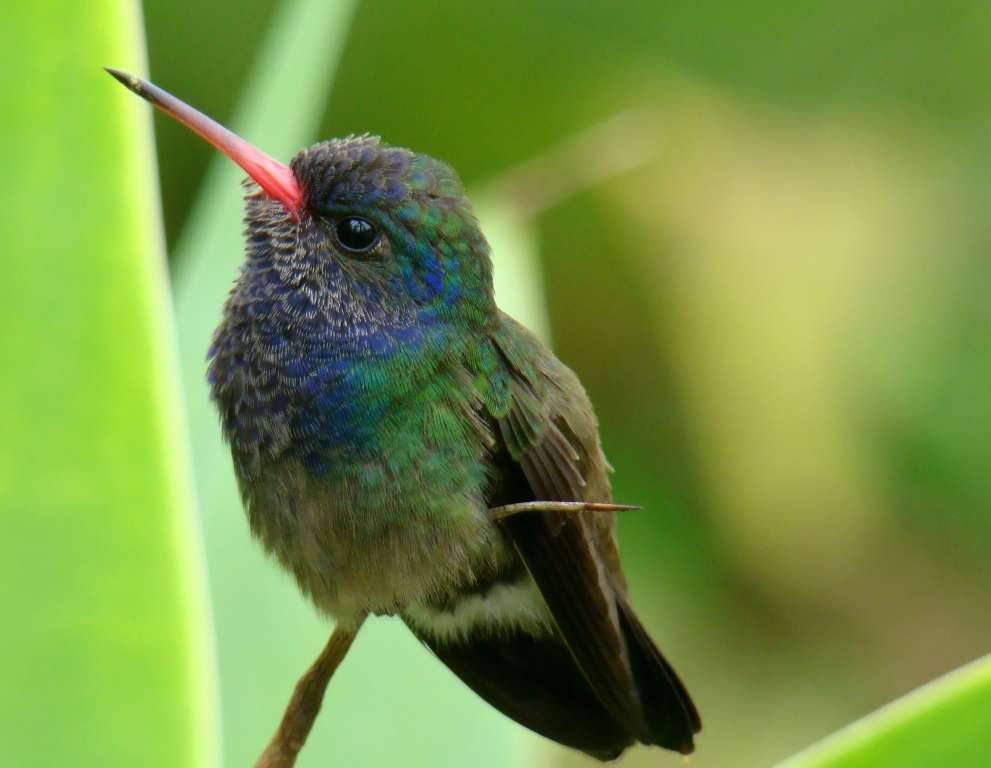 Hummingbirds .... online puzzle