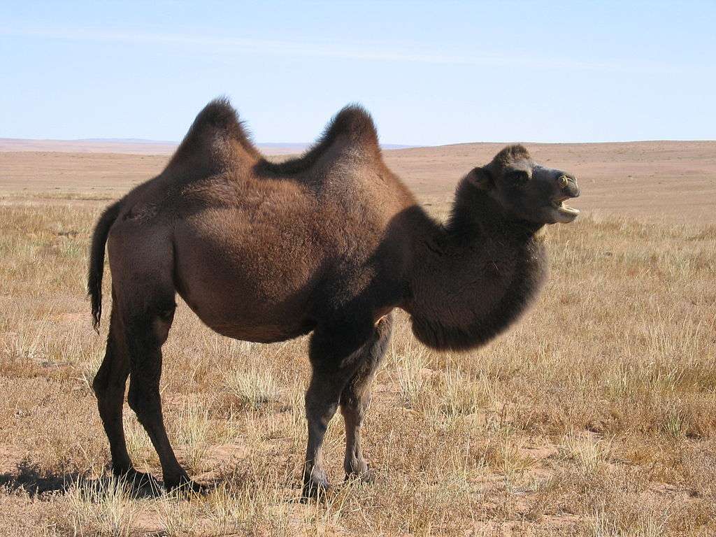 Camel online puzzle