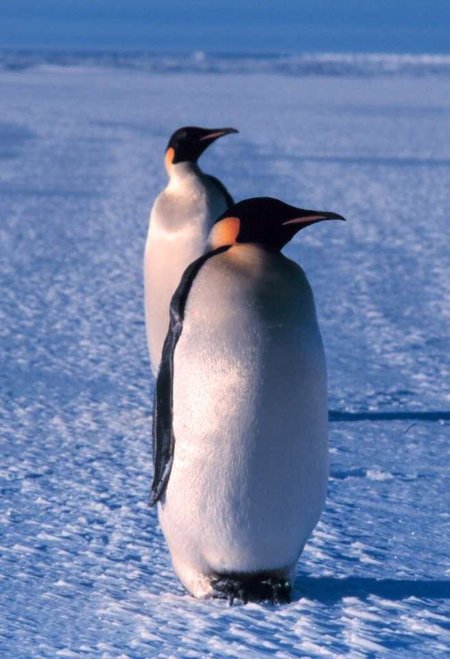 Pinguins quebra-cabeças online