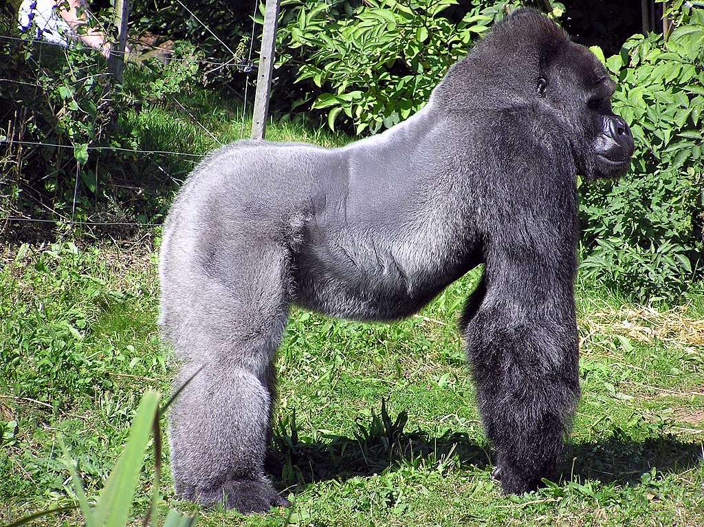 Gorilla....... kirakós online