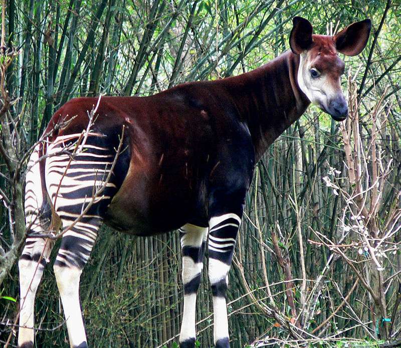 Wald Okapi Puzzlespiel online