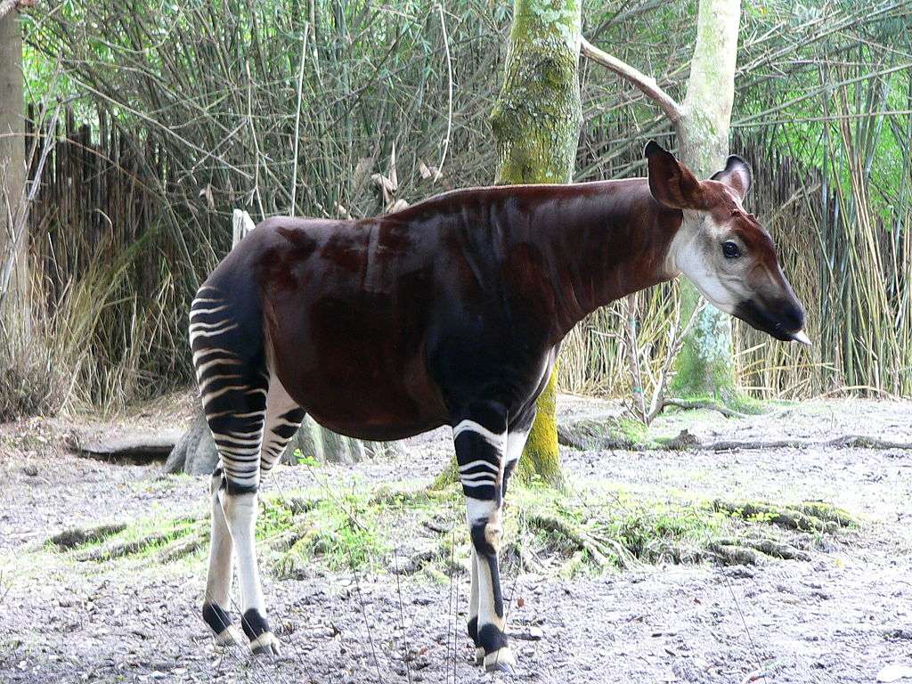 Pădure okapi puzzle online