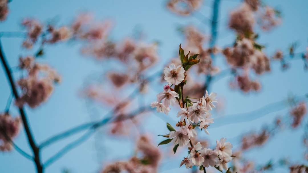 білий вишневий цвіт у крупним планом фотографії онлайн пазл