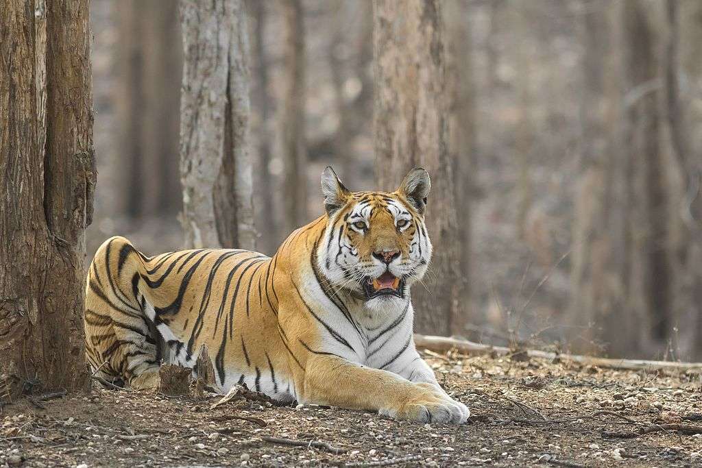 Tigre asiatica puzzle online