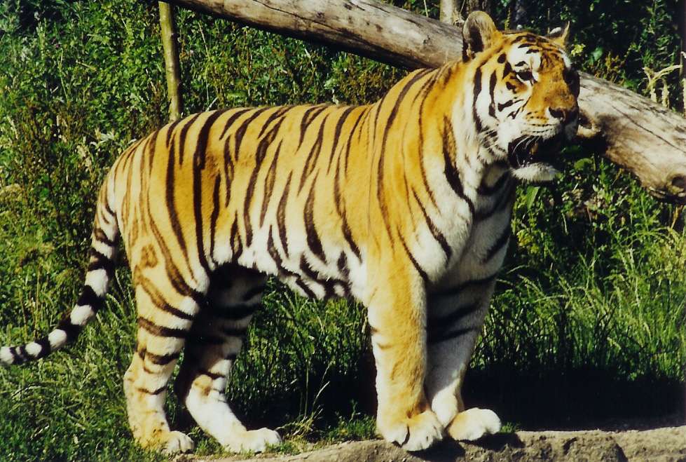 Азіатський тигр онлайн пазл