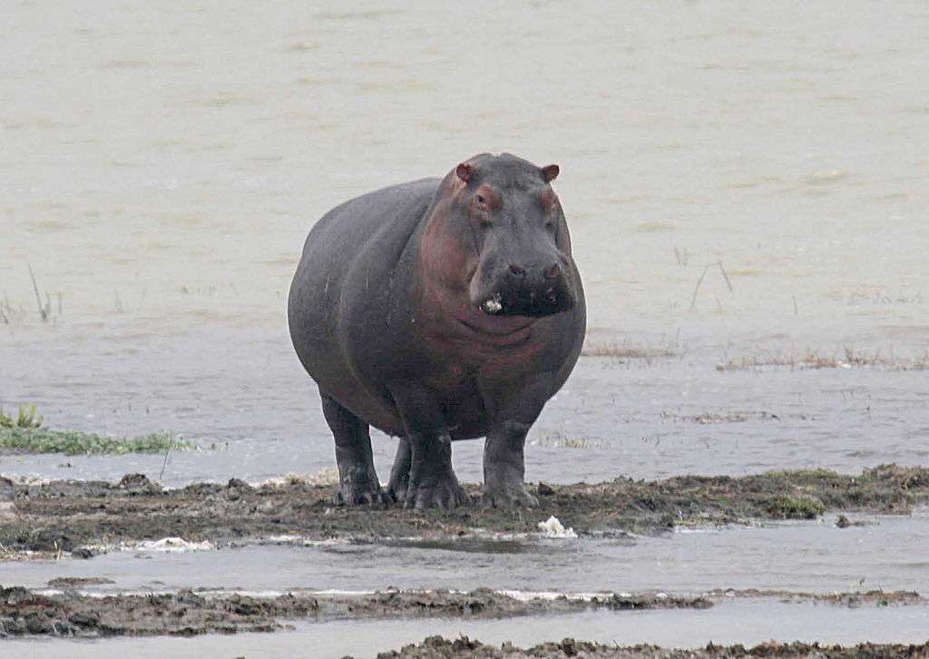 Nijl nijlpaard legpuzzel online
