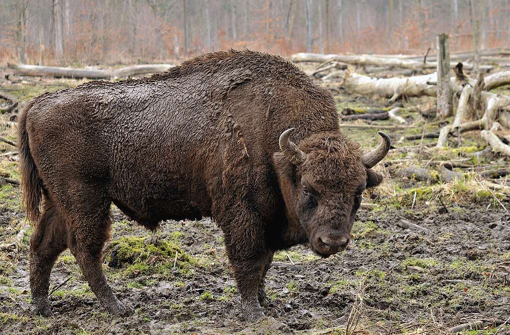 Europese bizon online puzzel