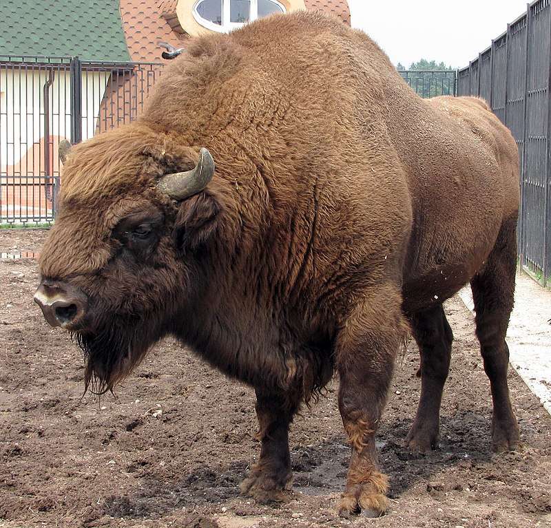Europese bizon legpuzzel online