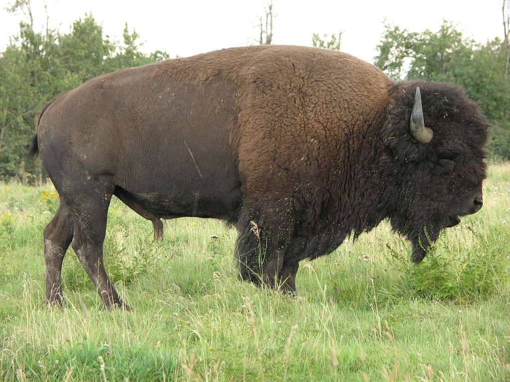 Americký bizon online puzzle