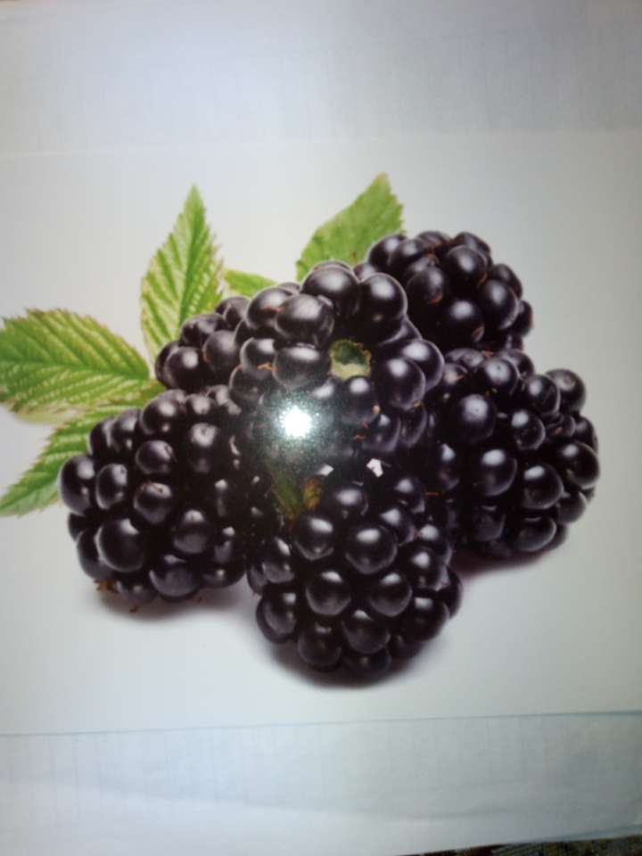 Blackberry-puzzel legpuzzel online